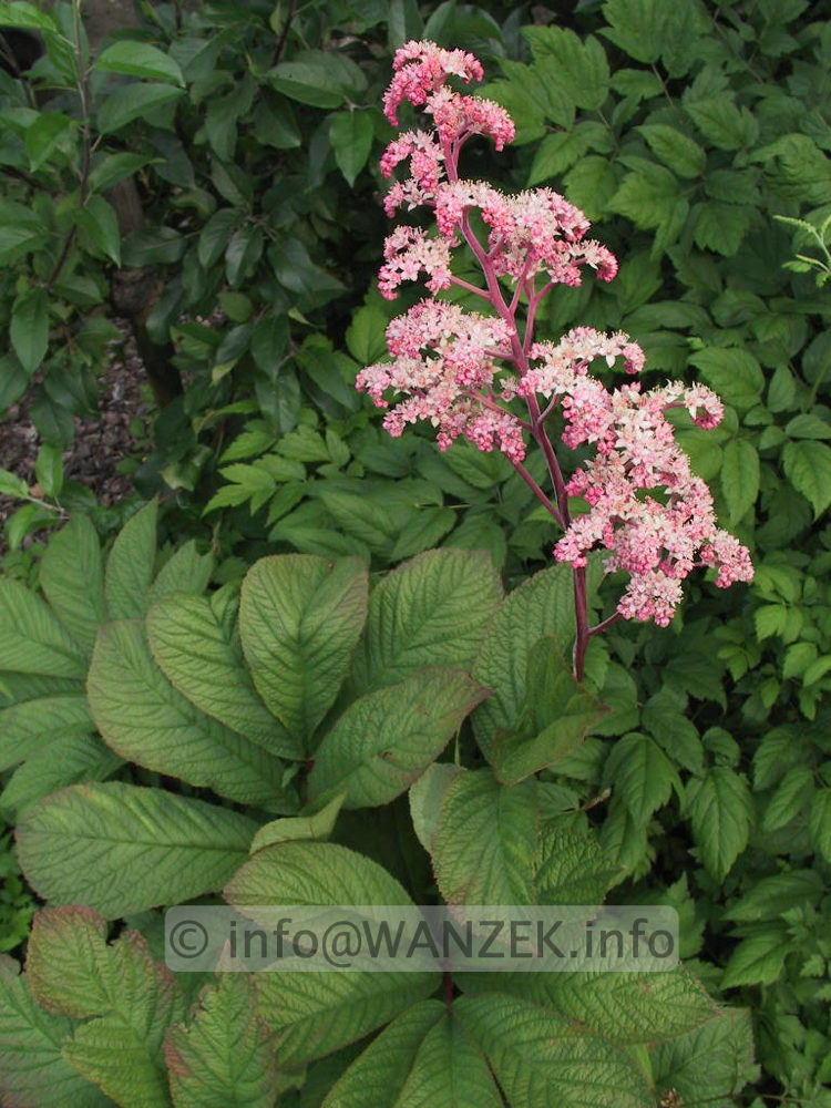Rodgersia pinnata 06 bluehend.jpg